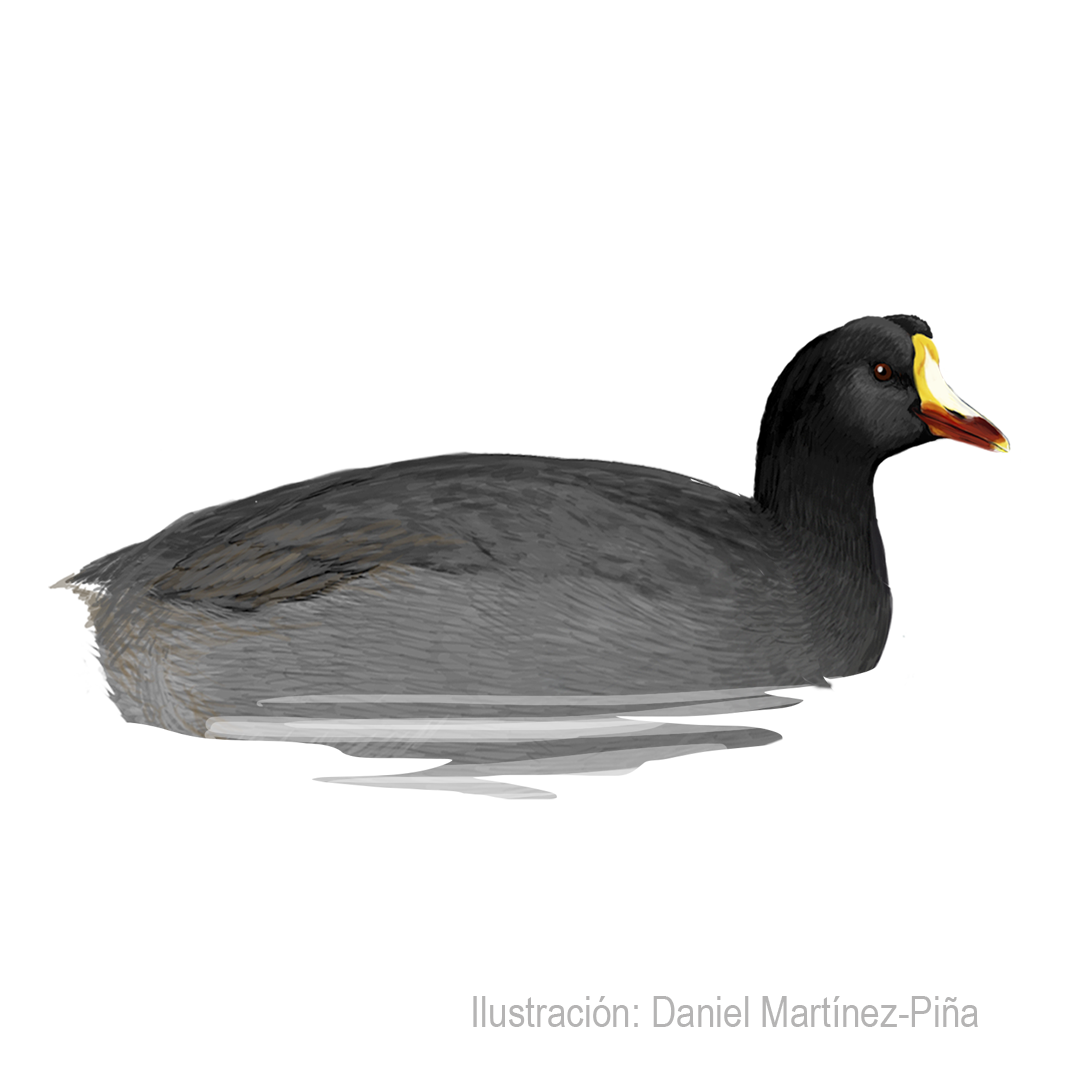 FULICA-GIGANTEA
