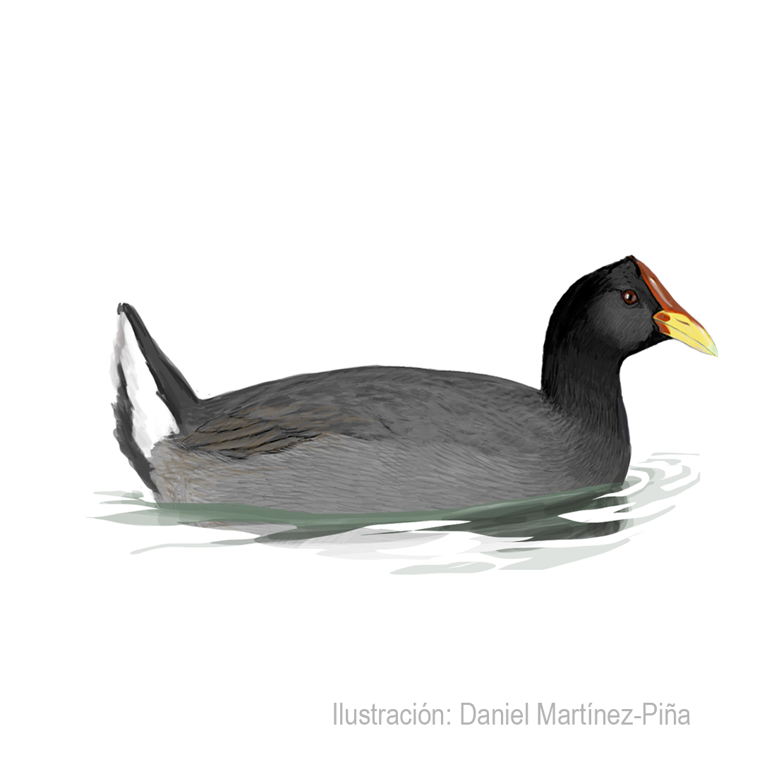 FULICA-RUFIFRONS