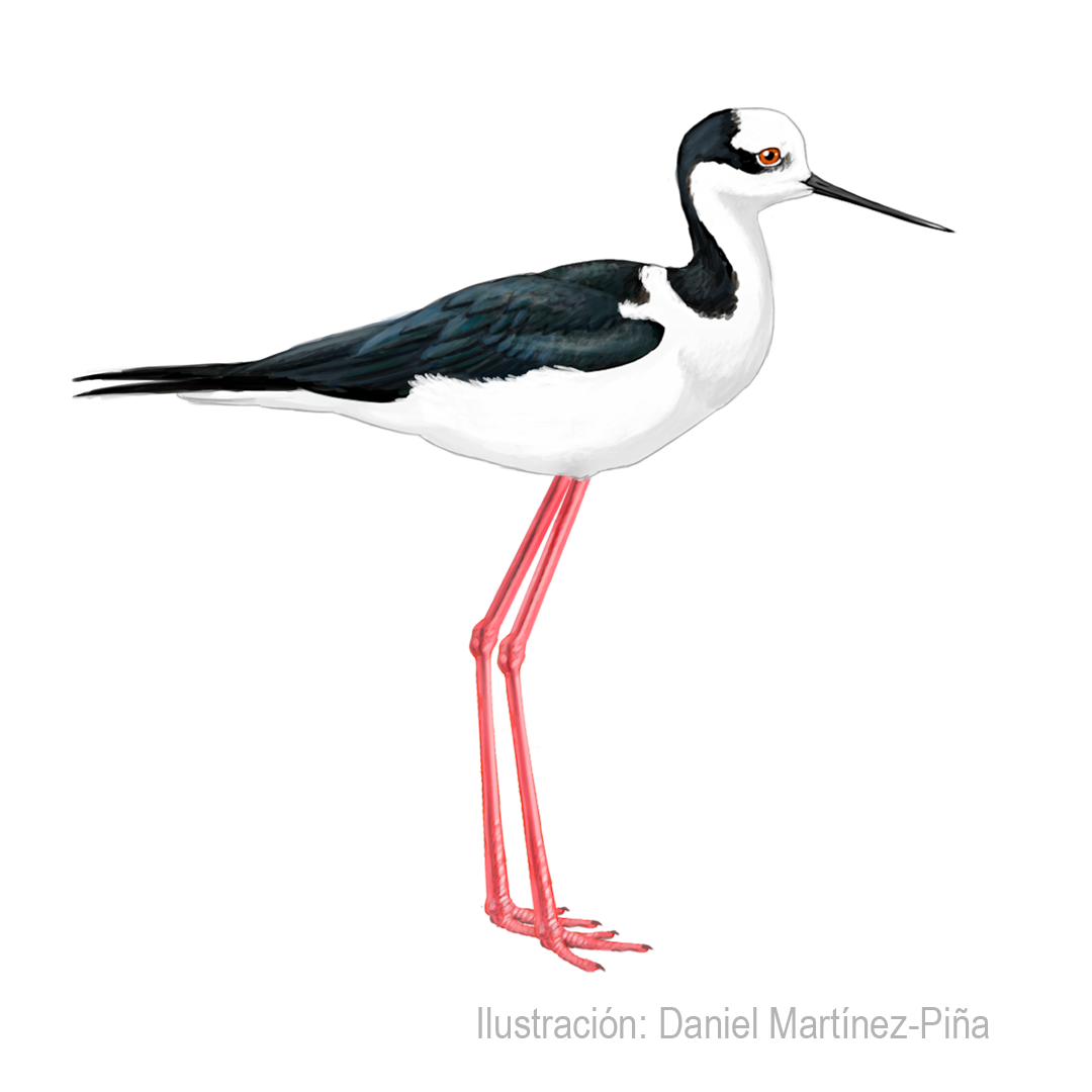 HIMANTOPUS-MEXICANUS