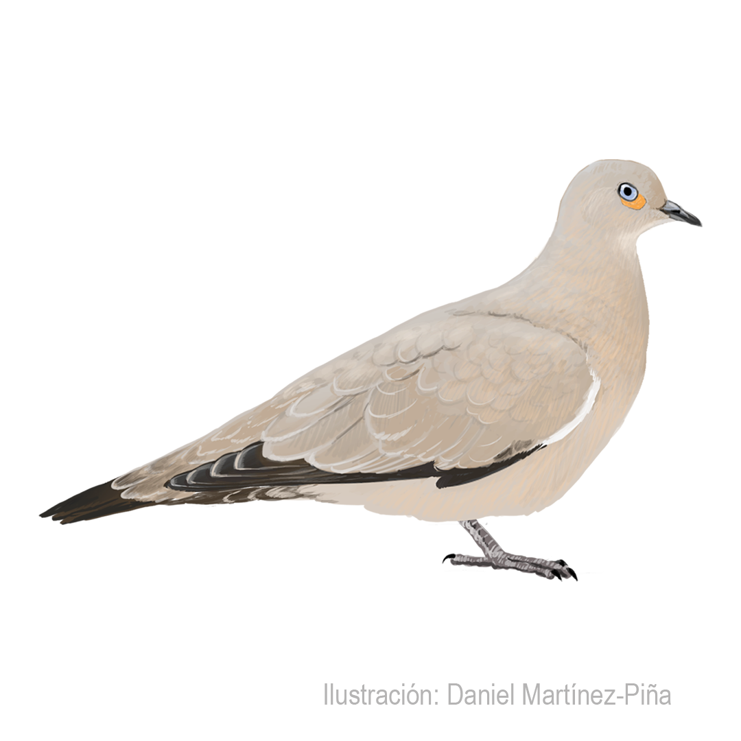 METRIOPELIA-MELANOPTERA