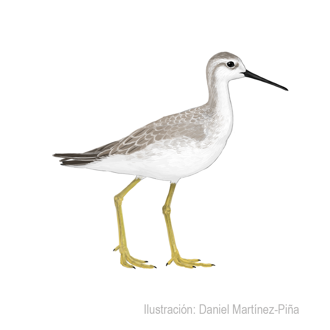 PHALAROPUS-TRICOLOR