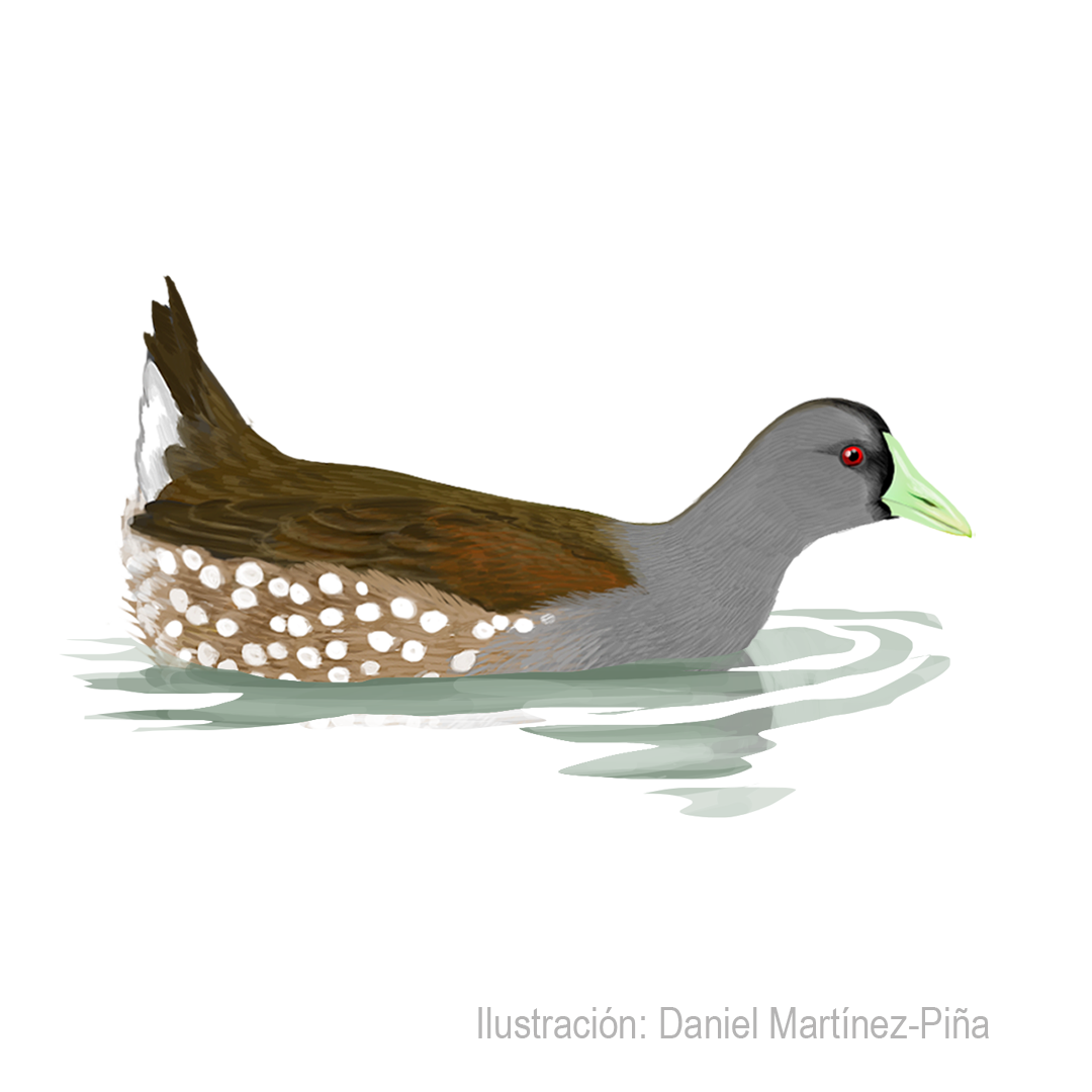 PORPHYRIOPS-MELANOPS