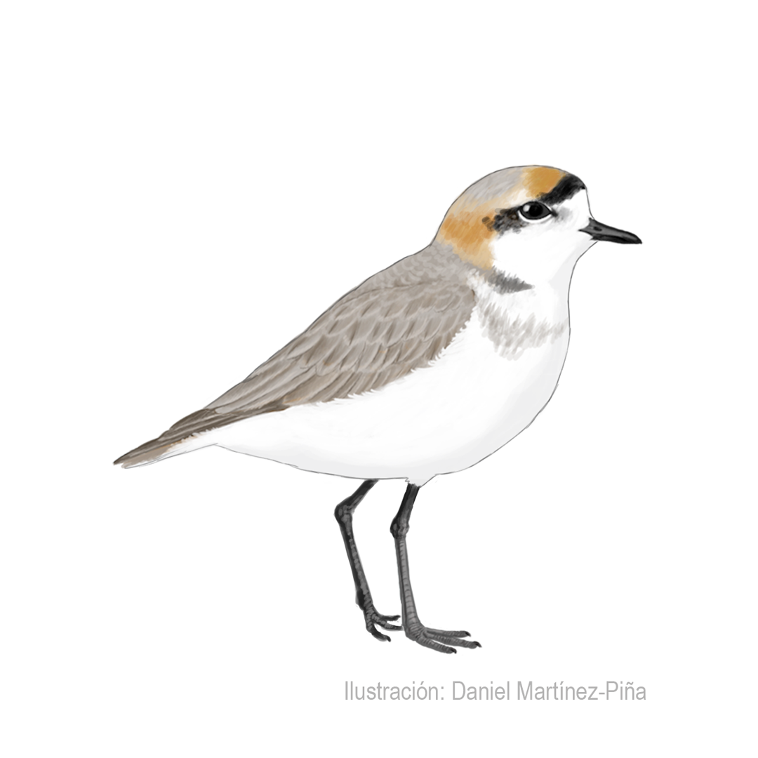 CHARADRIUS-ALTICOLA