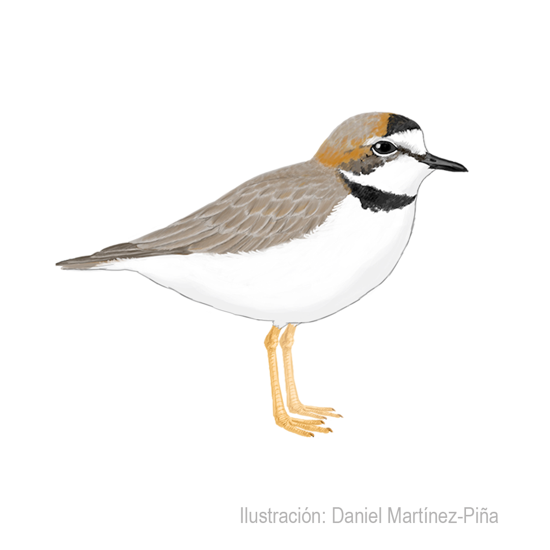 CHARADRIUS-COLLARIS