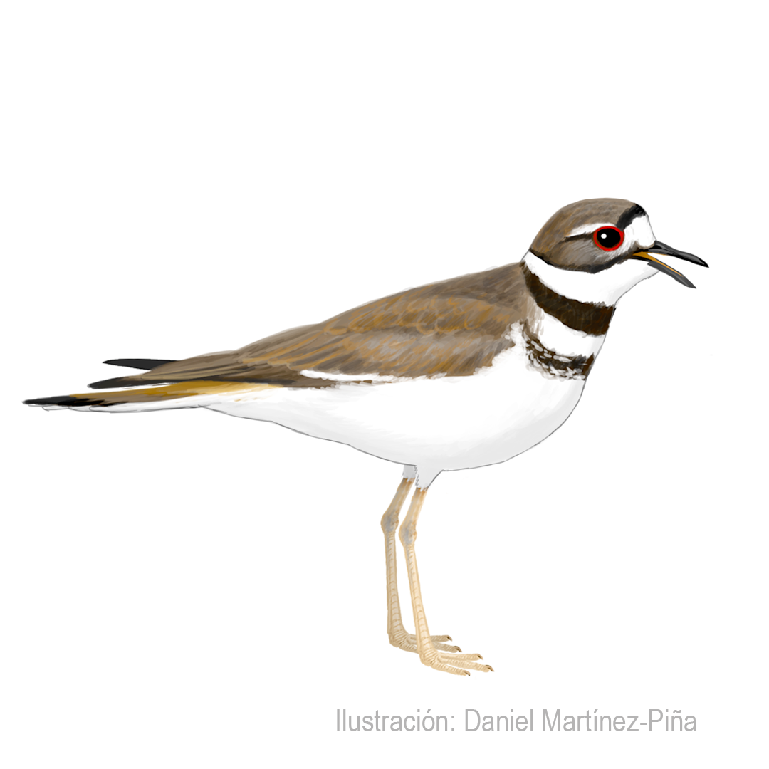 CHARADRIUS-VOCIFERUS