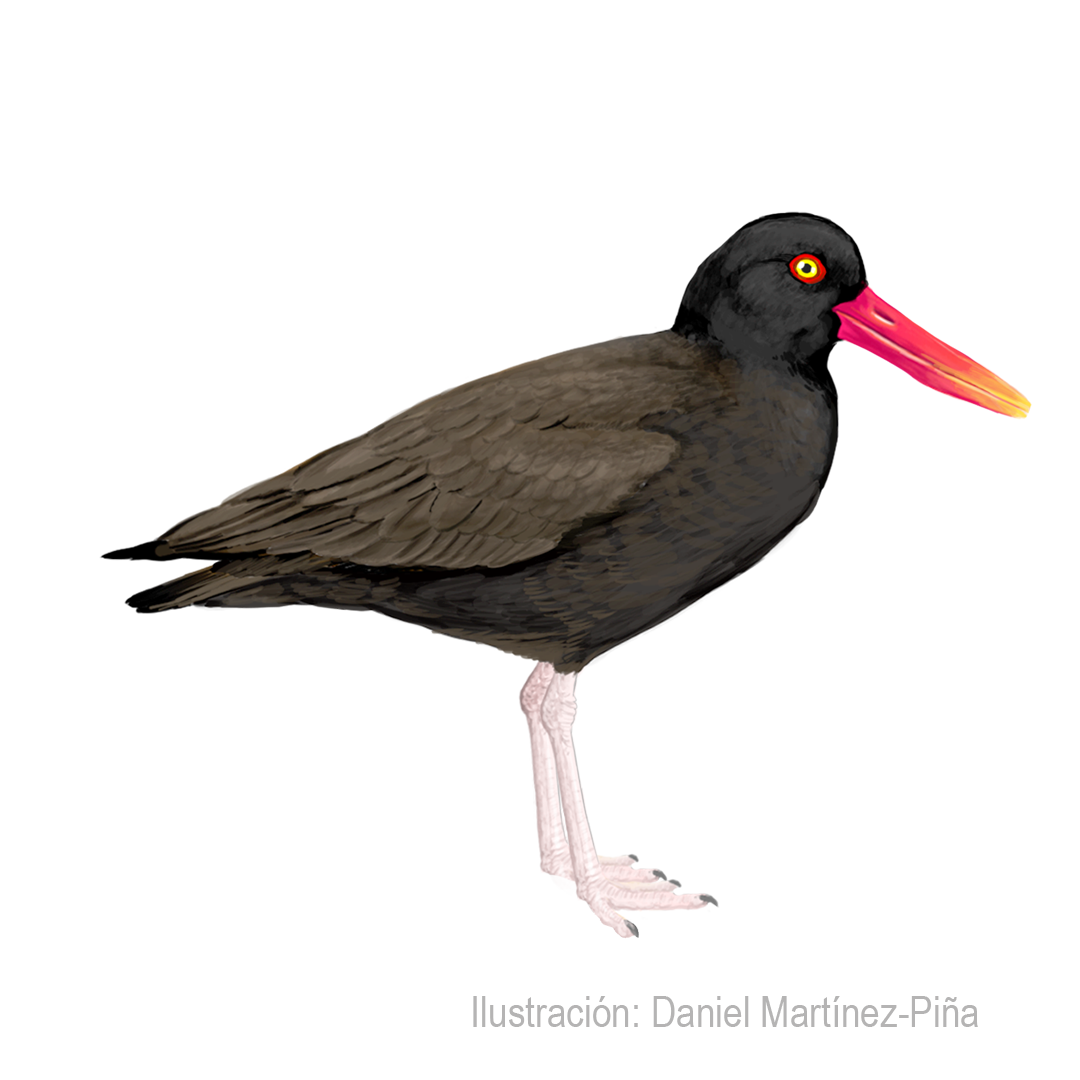HAEMATOPUS-ATER (1)