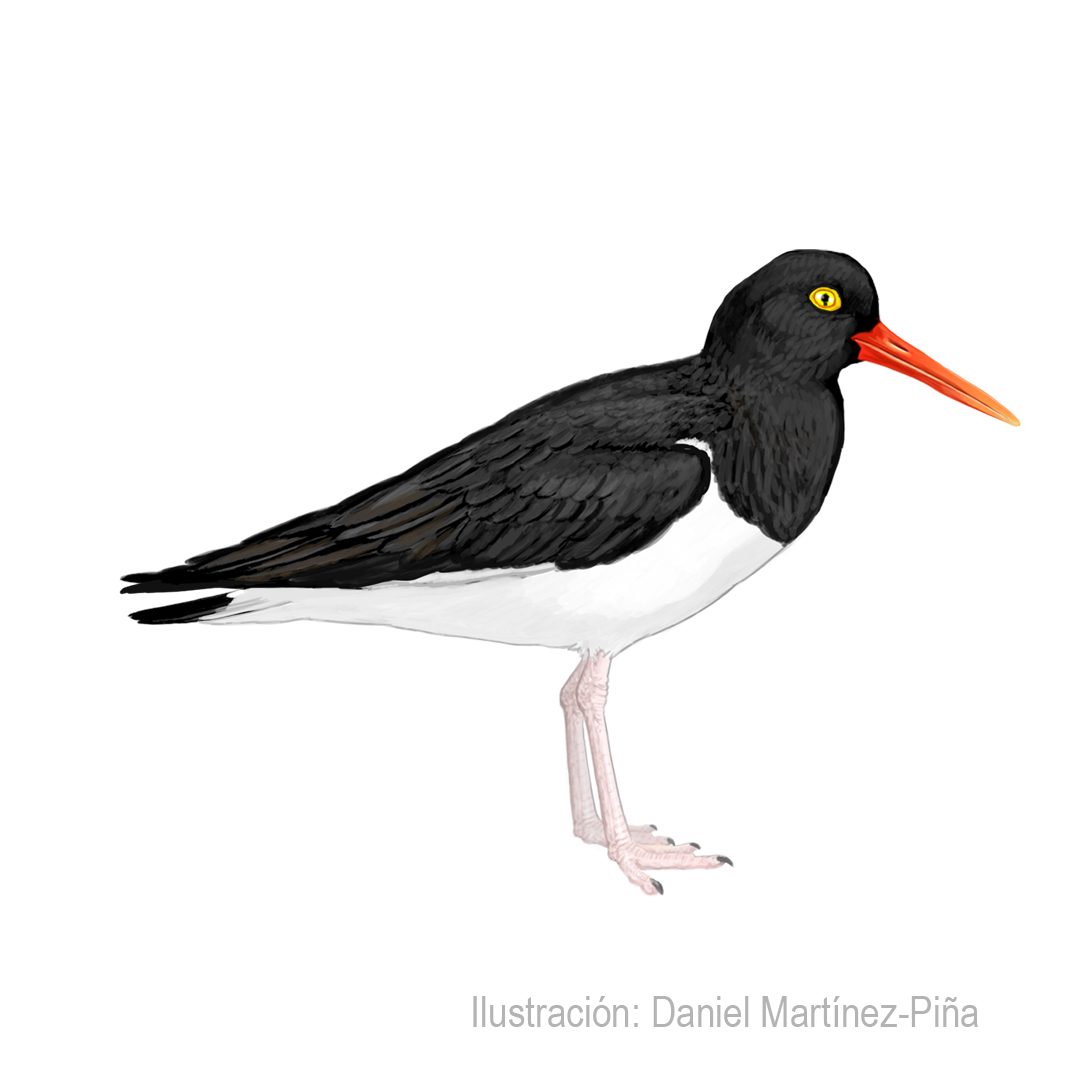 HAEMATOPUS-LEUCOPODUS