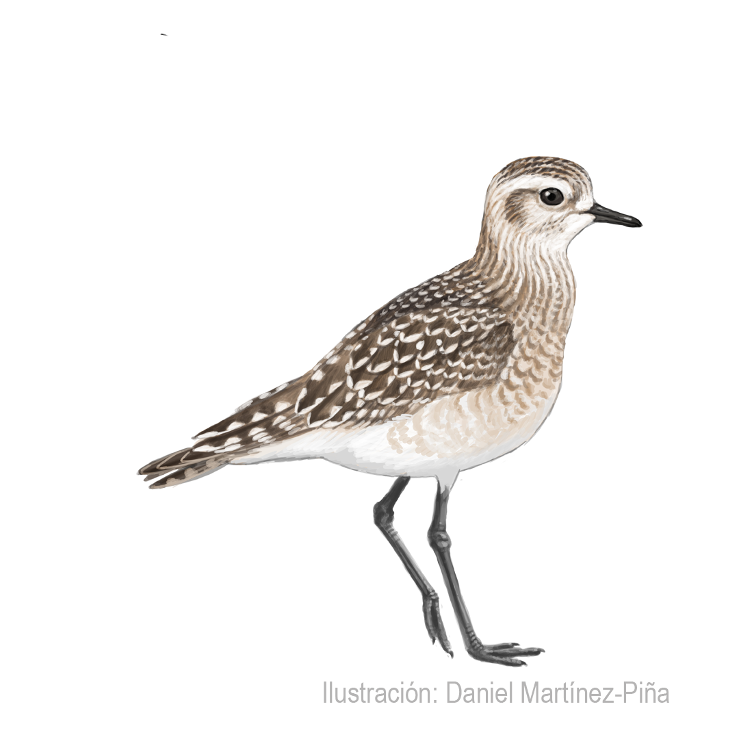 PLUVIALIS-DOMINICA