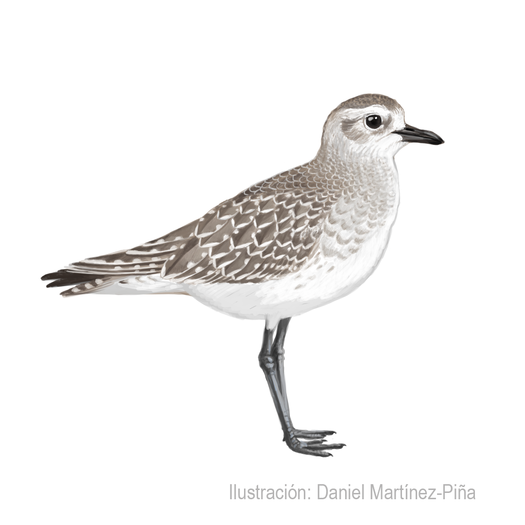 PLUVIALIS-SQUATAROLA
