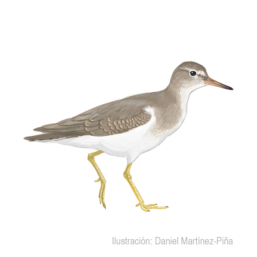 ACTITIS-MACULARIUS