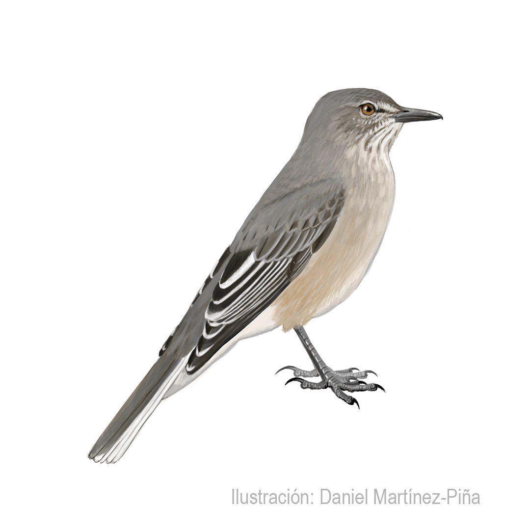 AGRIORNIS-MONTANUS