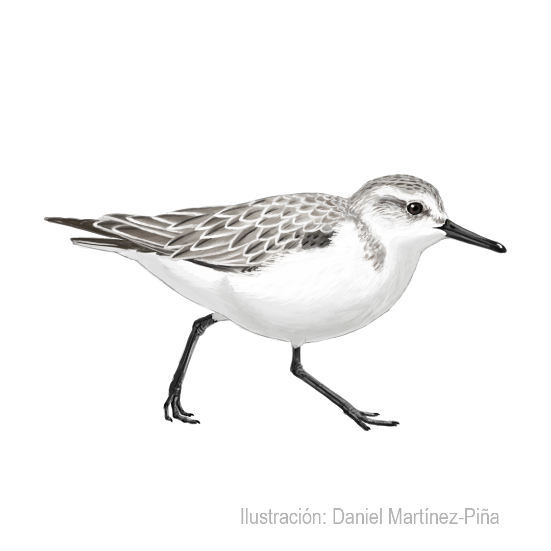 CALIDRIS-ALBA