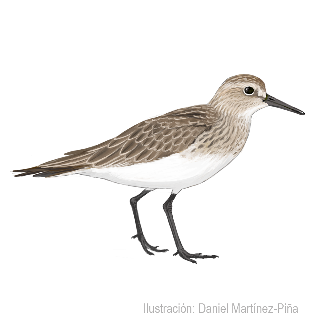 CALIDRIS-BAIRDII