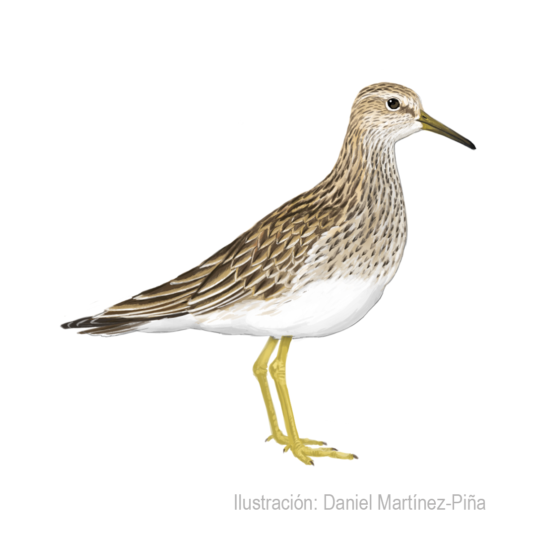 CALIDRIS-MELANOTOS