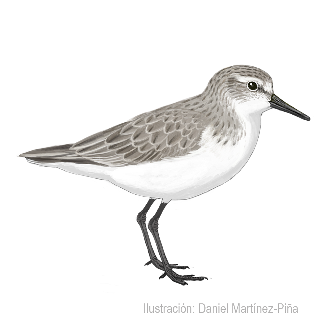 CALIDRIS-PUSILLA