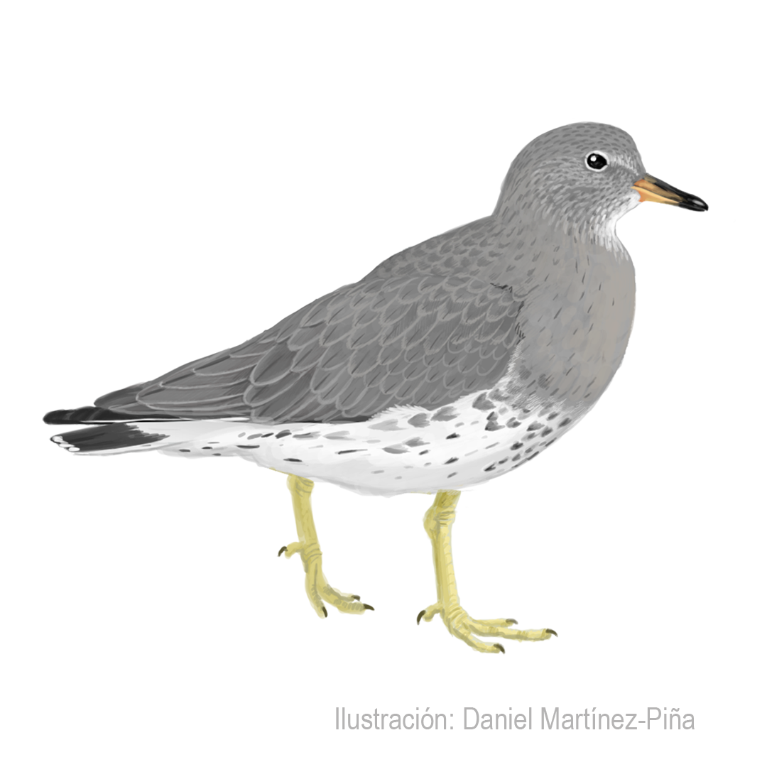CALIDRIS-VIRGATA