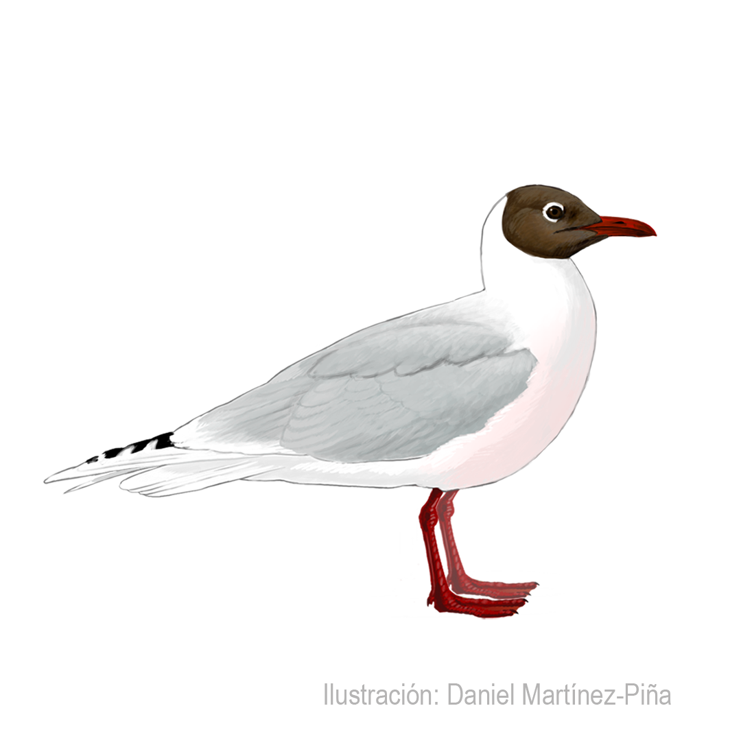 CHROICOCEPHALUS-MACULIPENNIS