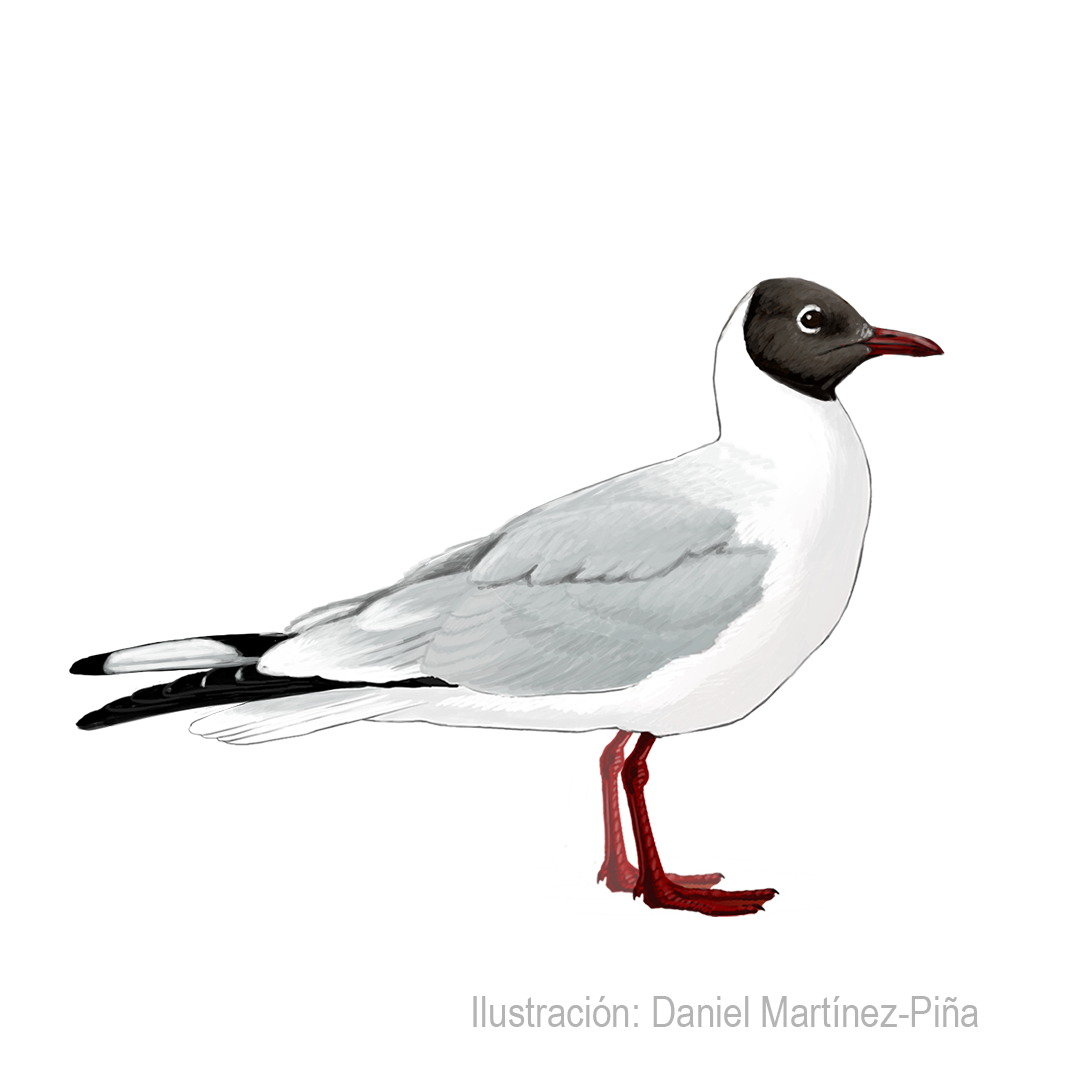 CHROICOCEPHALUS-SERRANUS