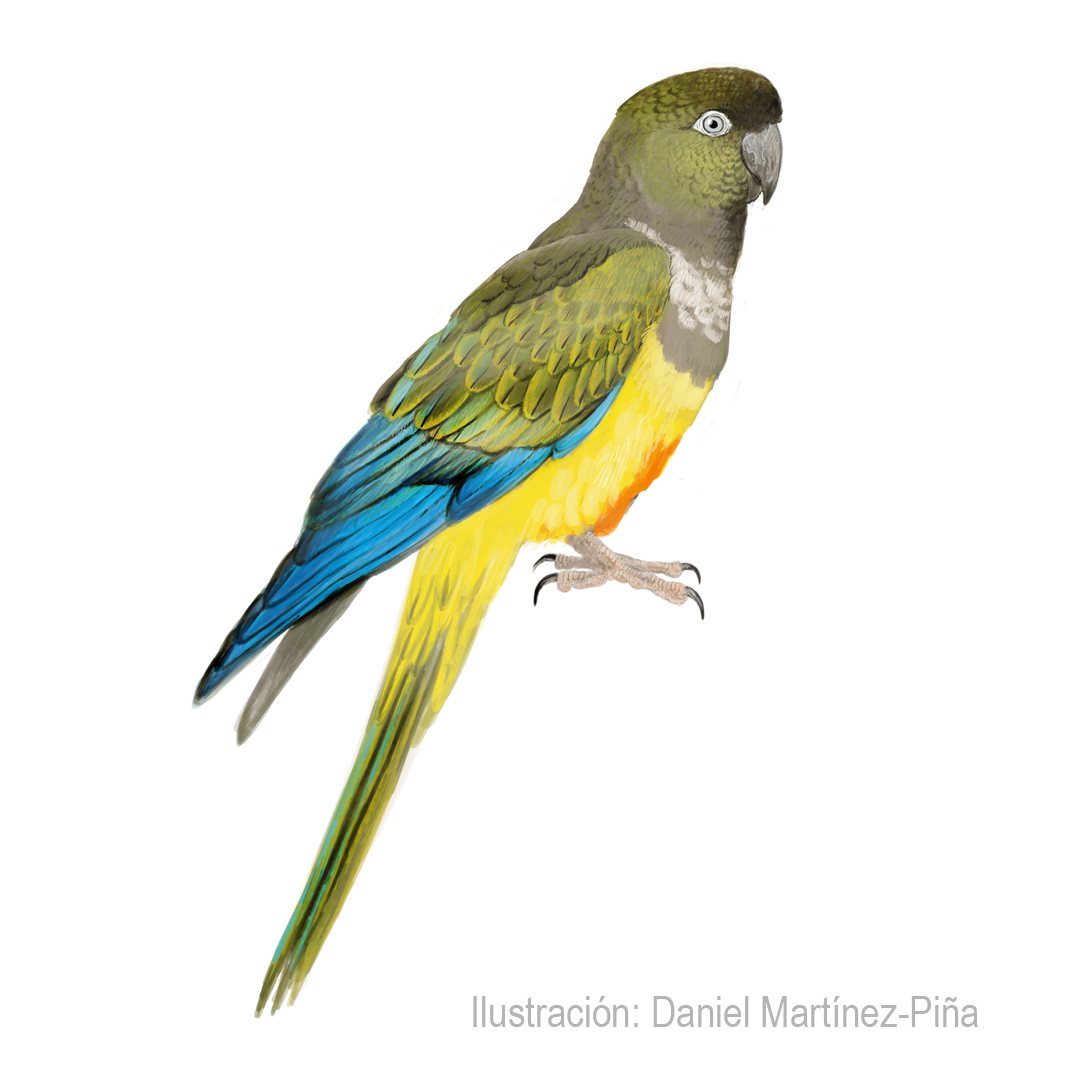 CYANOLISEUS-PATAGONUS