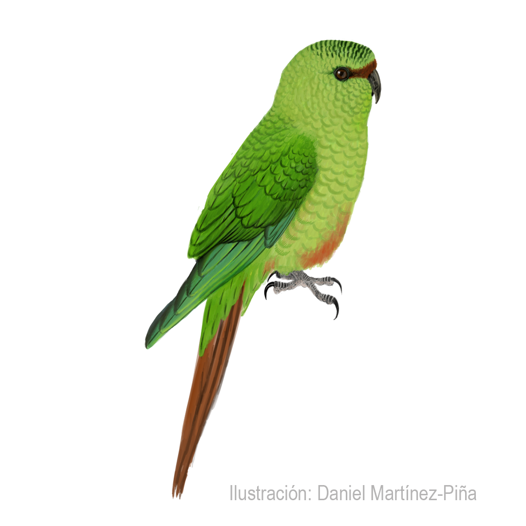 ENICOGNATHUS-FERRUGINEUS