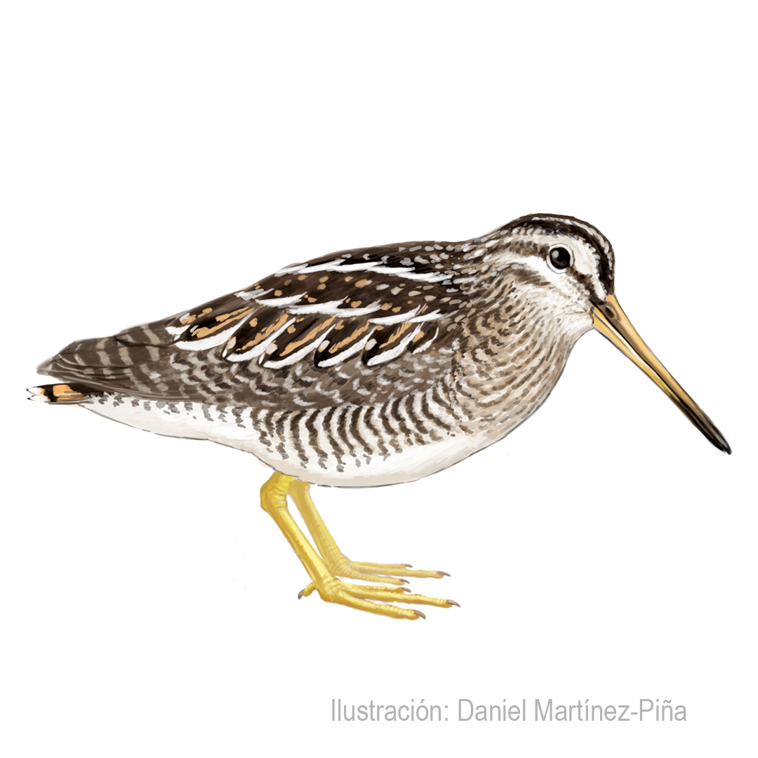 GALLINAGO-ANDINA