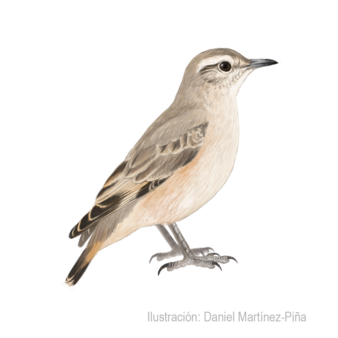 GEOSITTA-RUFIPENNIS