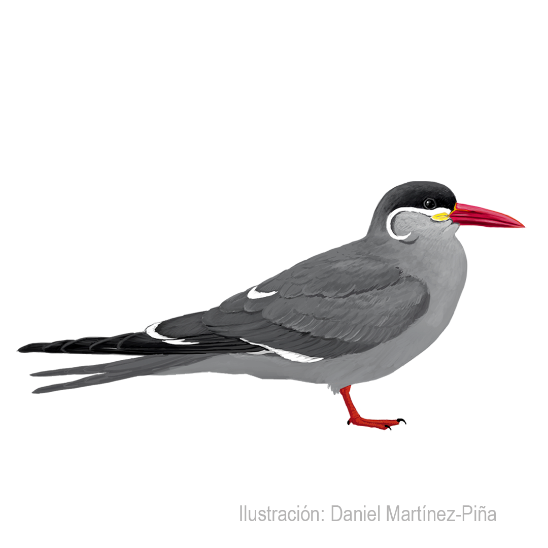 LAROSTERNA-INCA