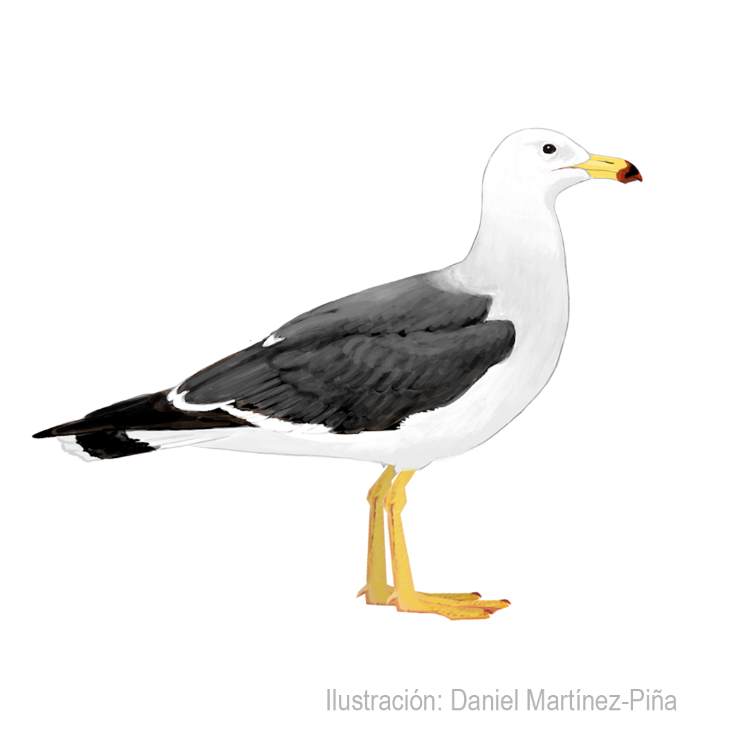 LARUS-BELCHERI