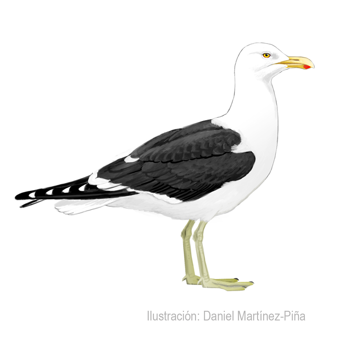 LARUS-DOMINICANUS