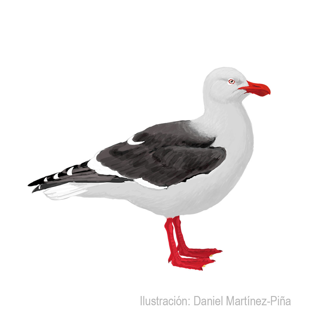 LEUCOPHAEUS-SCORESBII