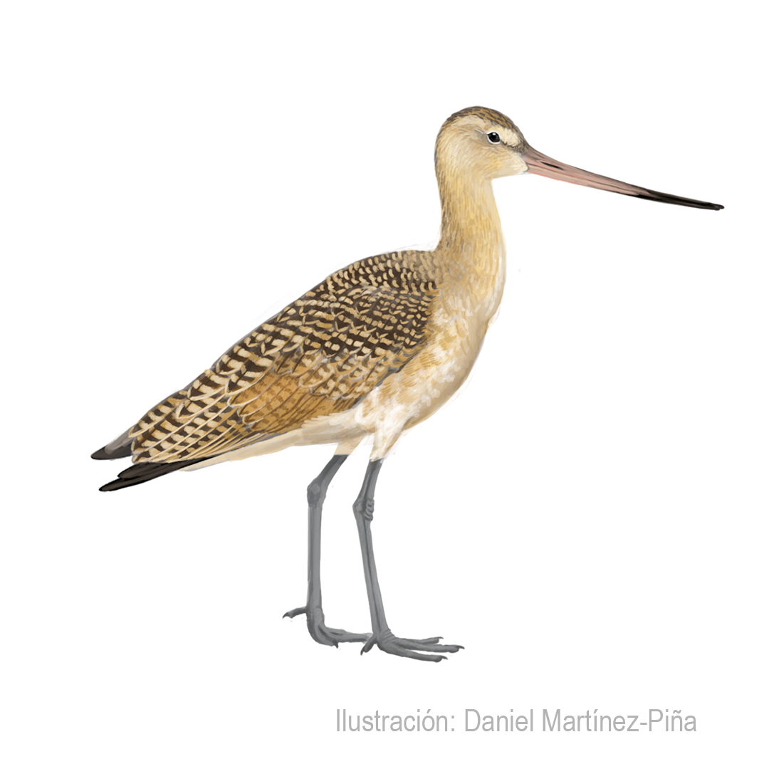 LIMOSA-FEDOA (1)