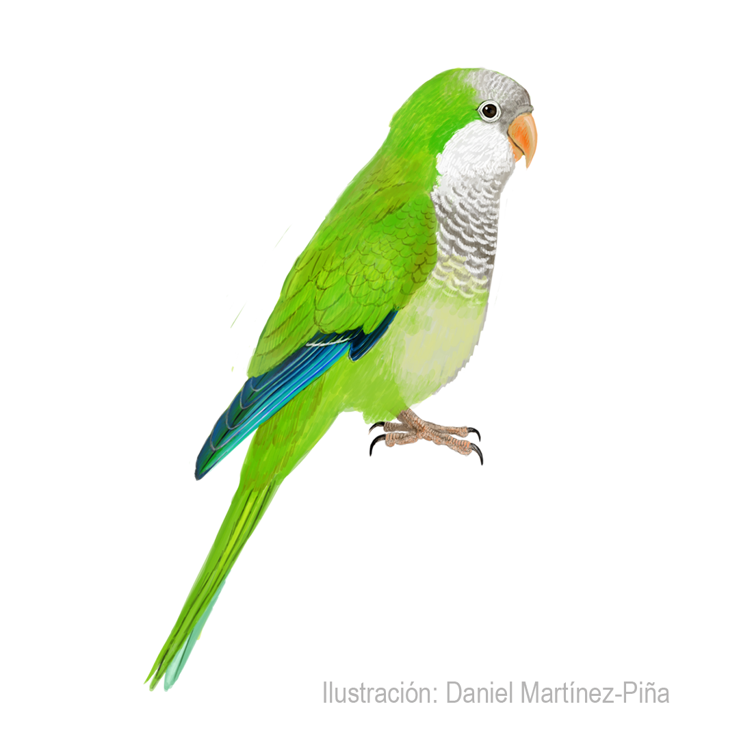 MYIOPSITTA-MONACHUS