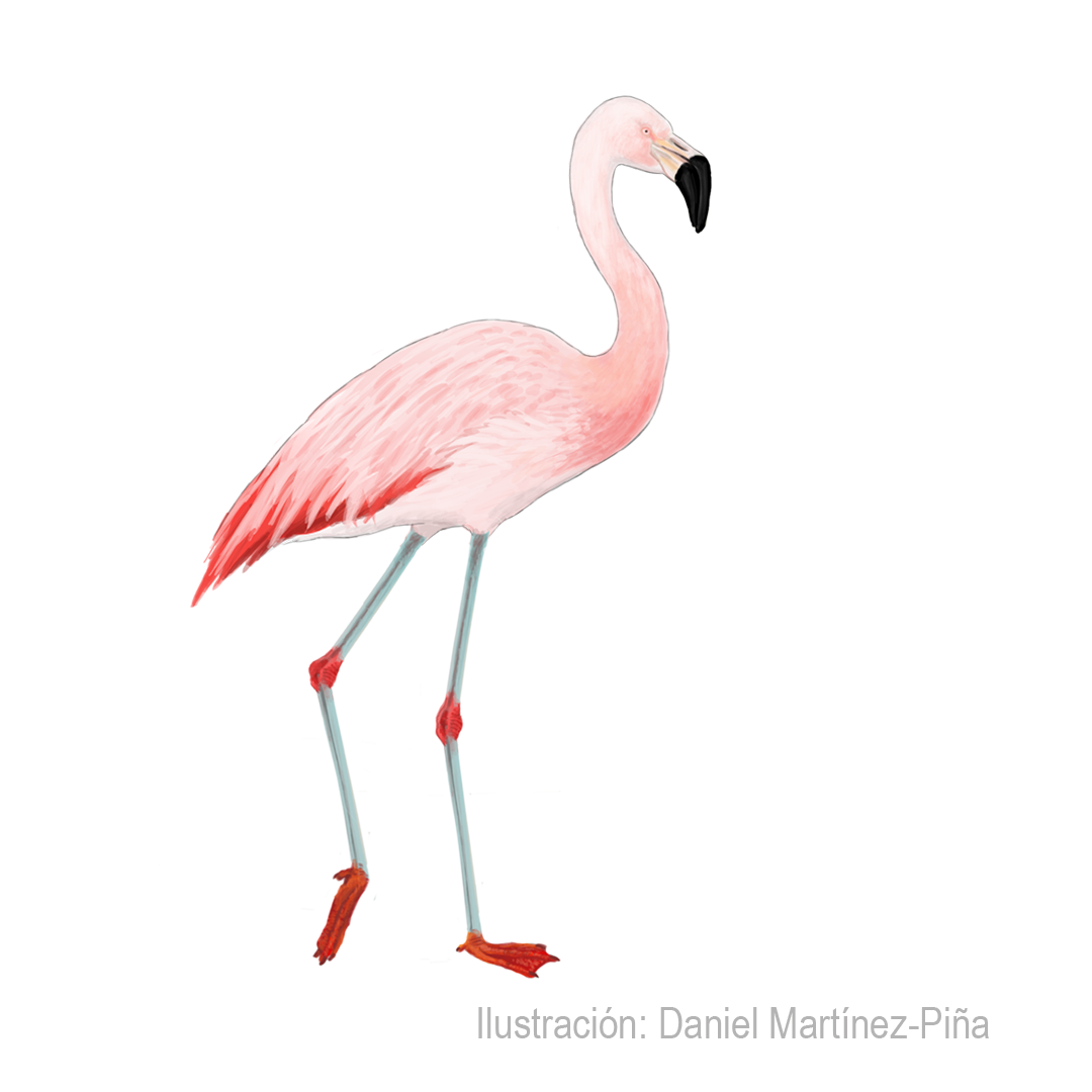 PHOENICOPTERUS-CHILENSIS