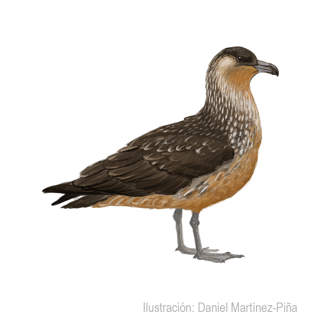 STERCORARIUS-CHILENSIS