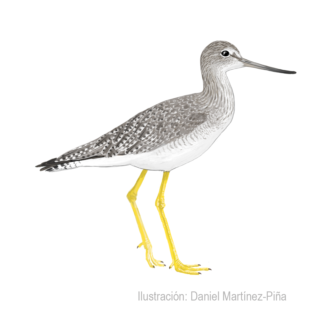 TRINGA-MELANOLEUCA
