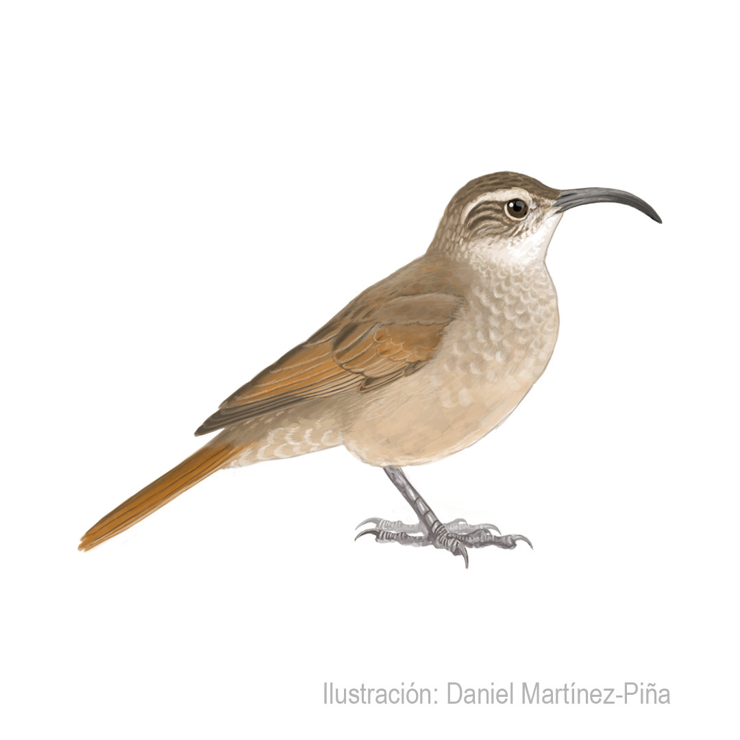 UPUCERTHIA-ALBIGULA