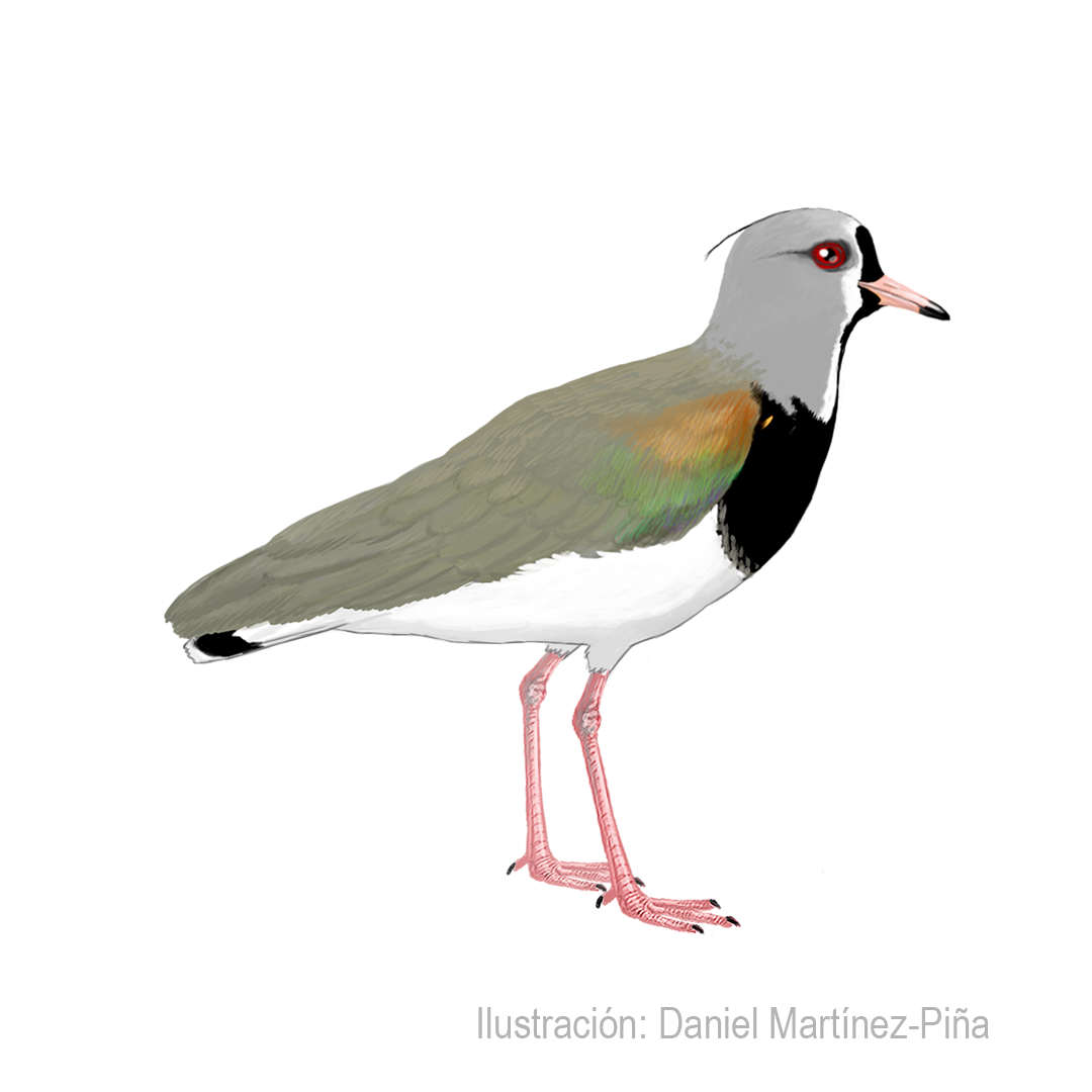 VANELLUS-CHILENSIS