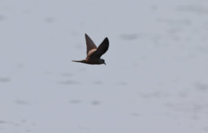 golondrina de mar negra