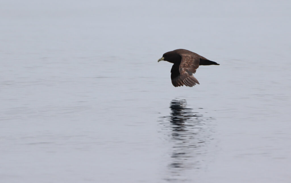 petrel de barba blanca
