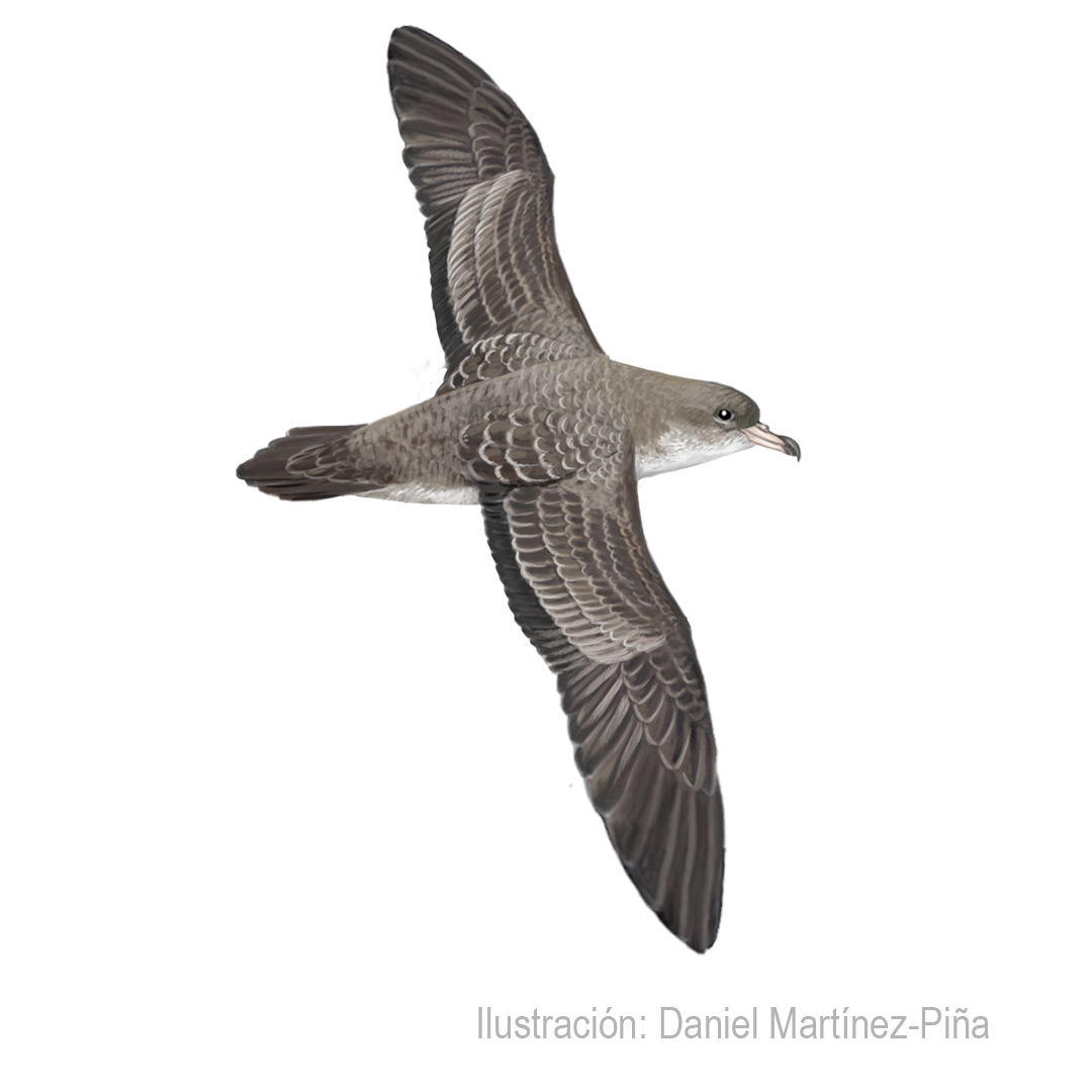 ARDENNA-CREATOPUS