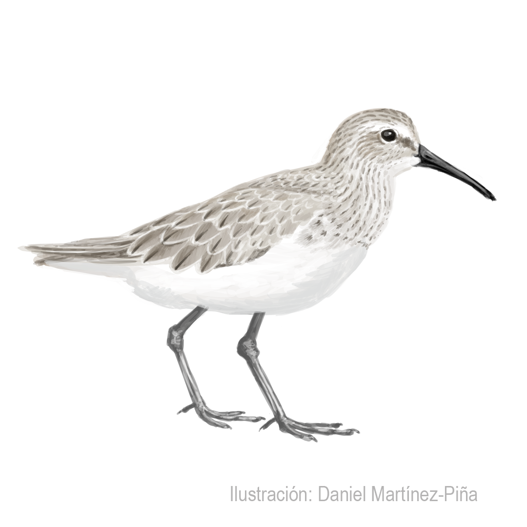 CALIDRIS-FERRUGINEA