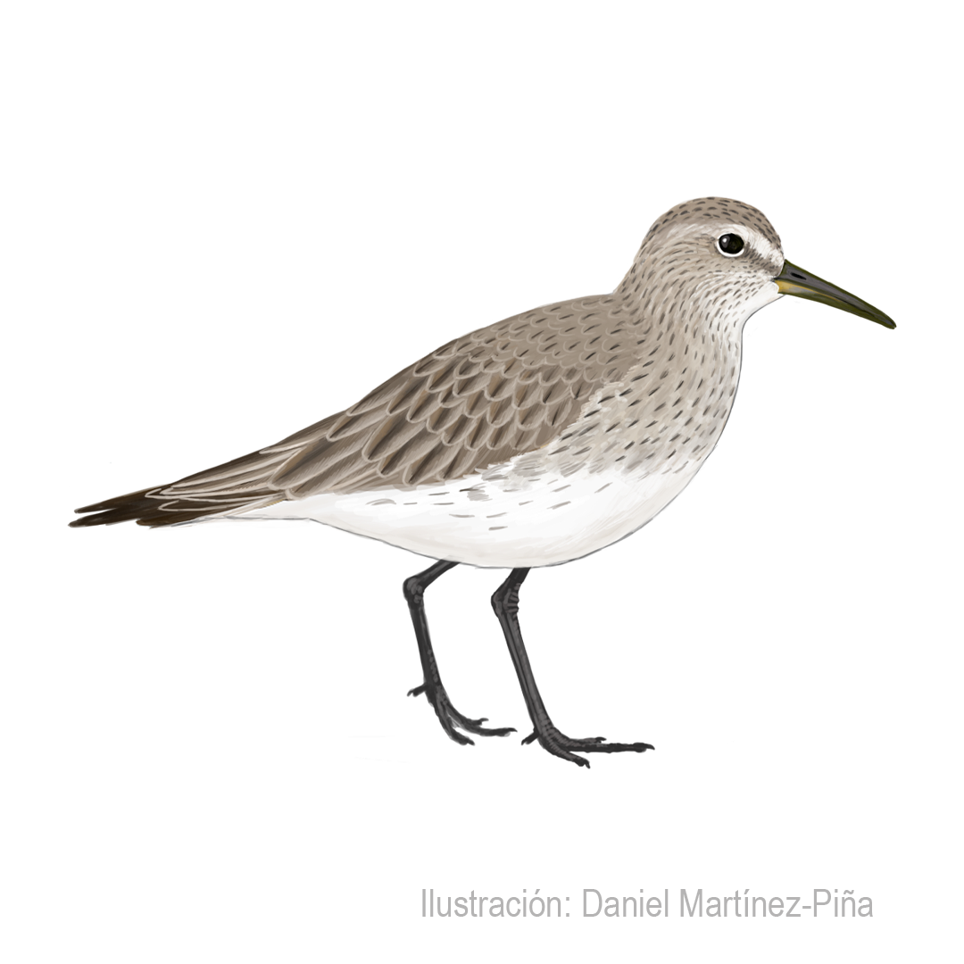 CALIDRIS-FUSCICOLLIS