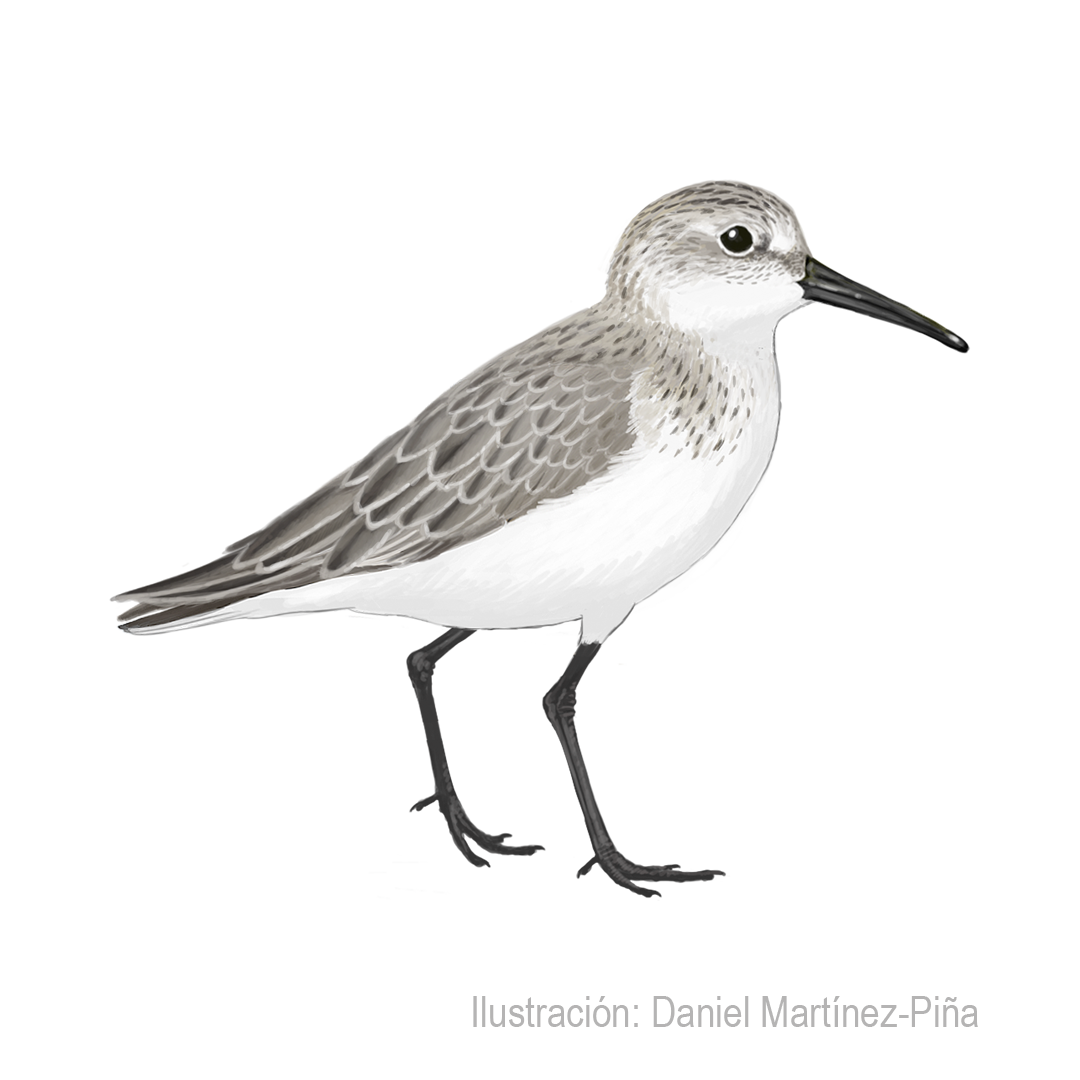 CALIDRIS-MAURI