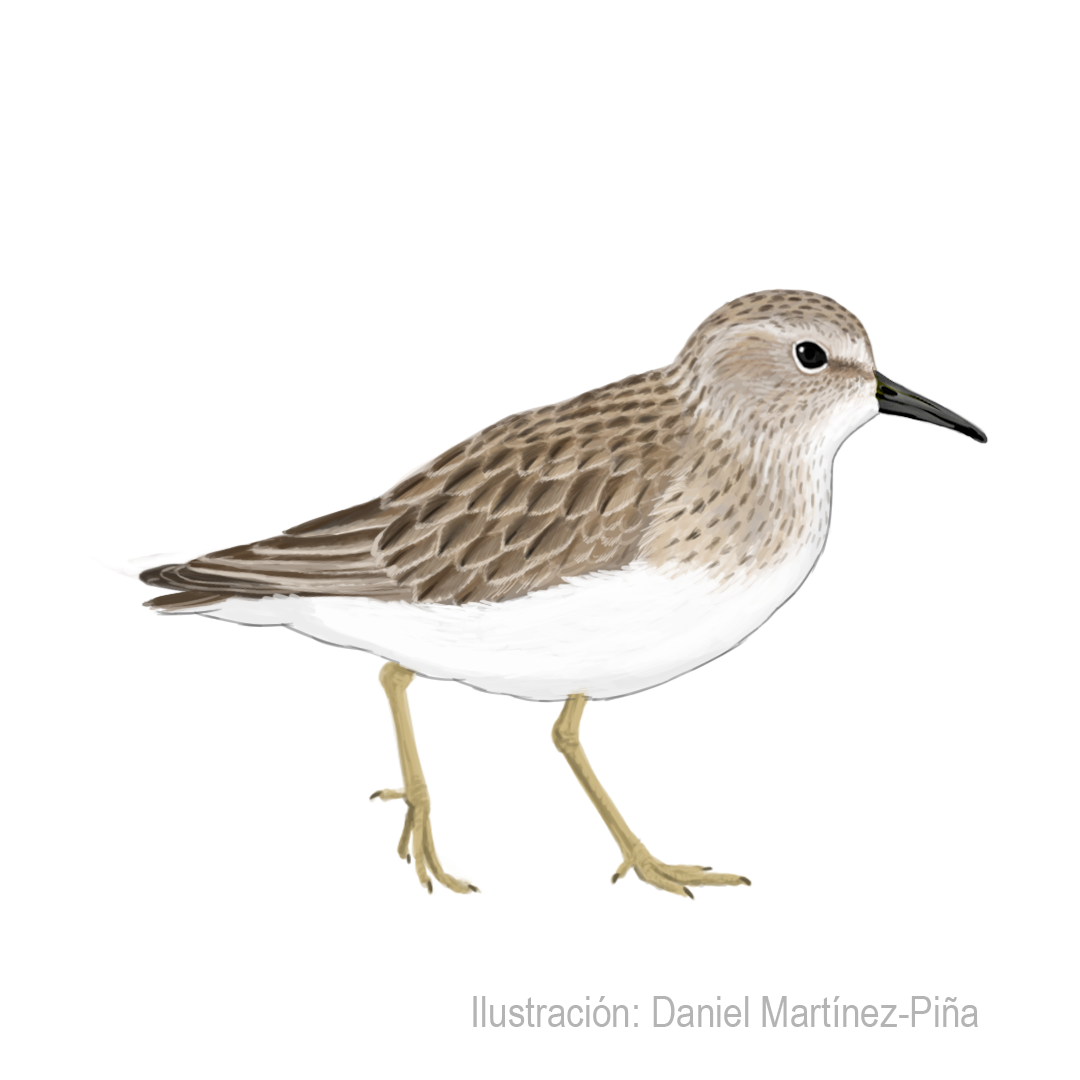 CALIDRIS-MINUTILLA