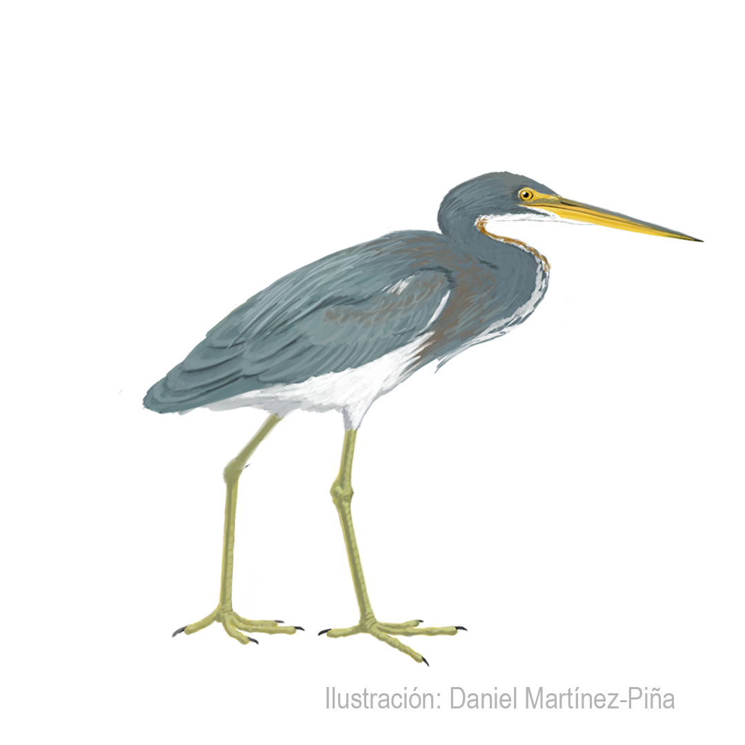 EGRETTA-TRICOLOR