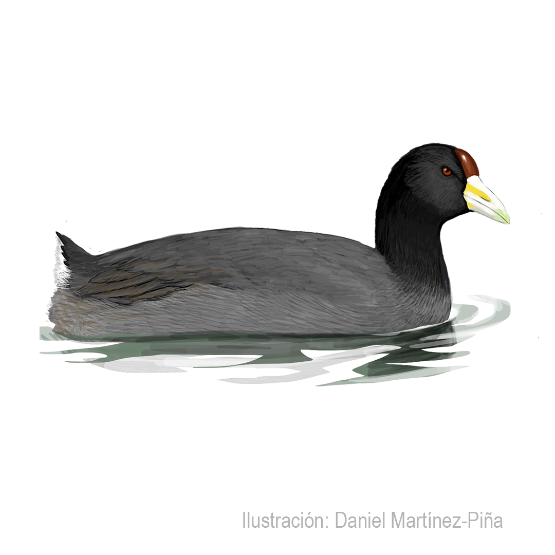 FULICA-ARDESIACA
