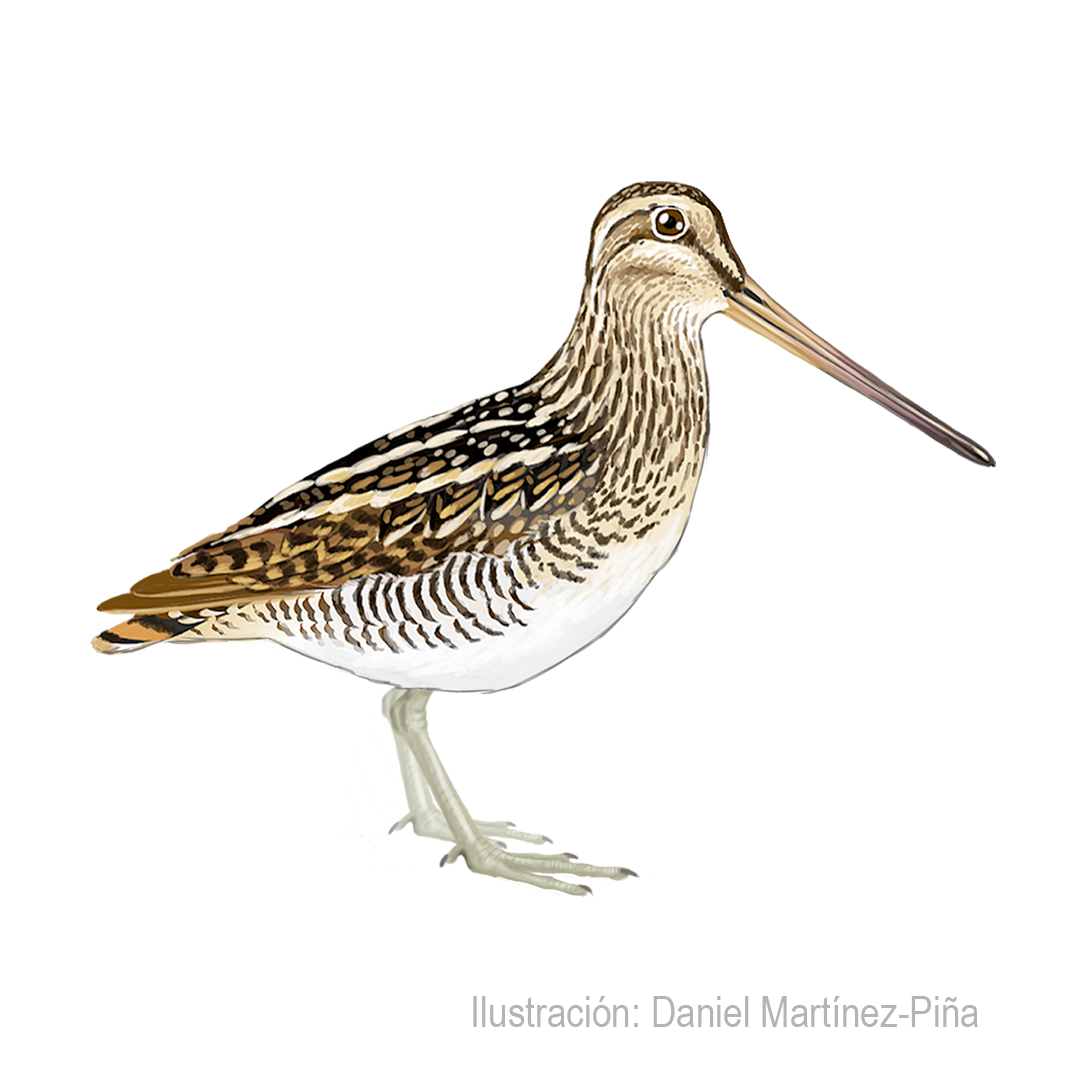 GALLINAGO-MAGELLANICA