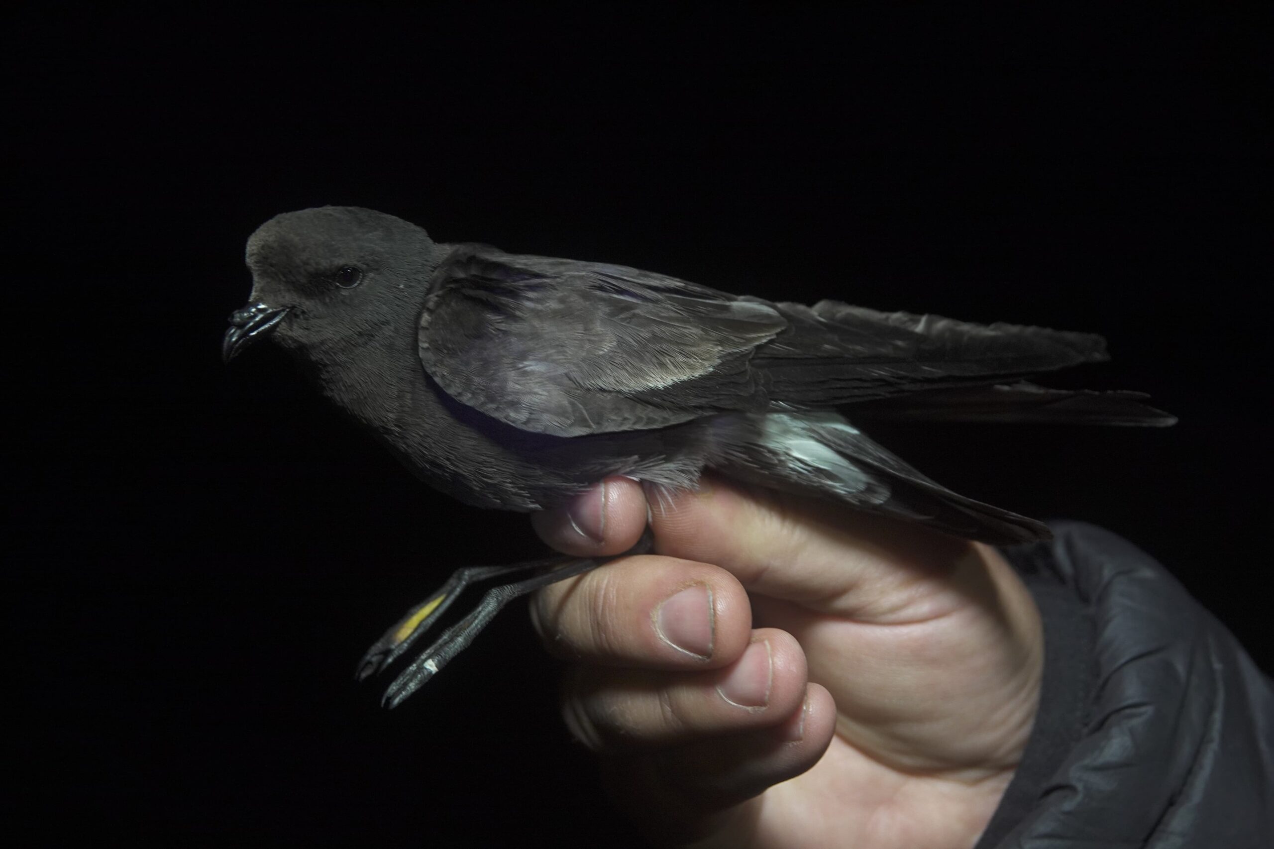 Golondrina de mar andina