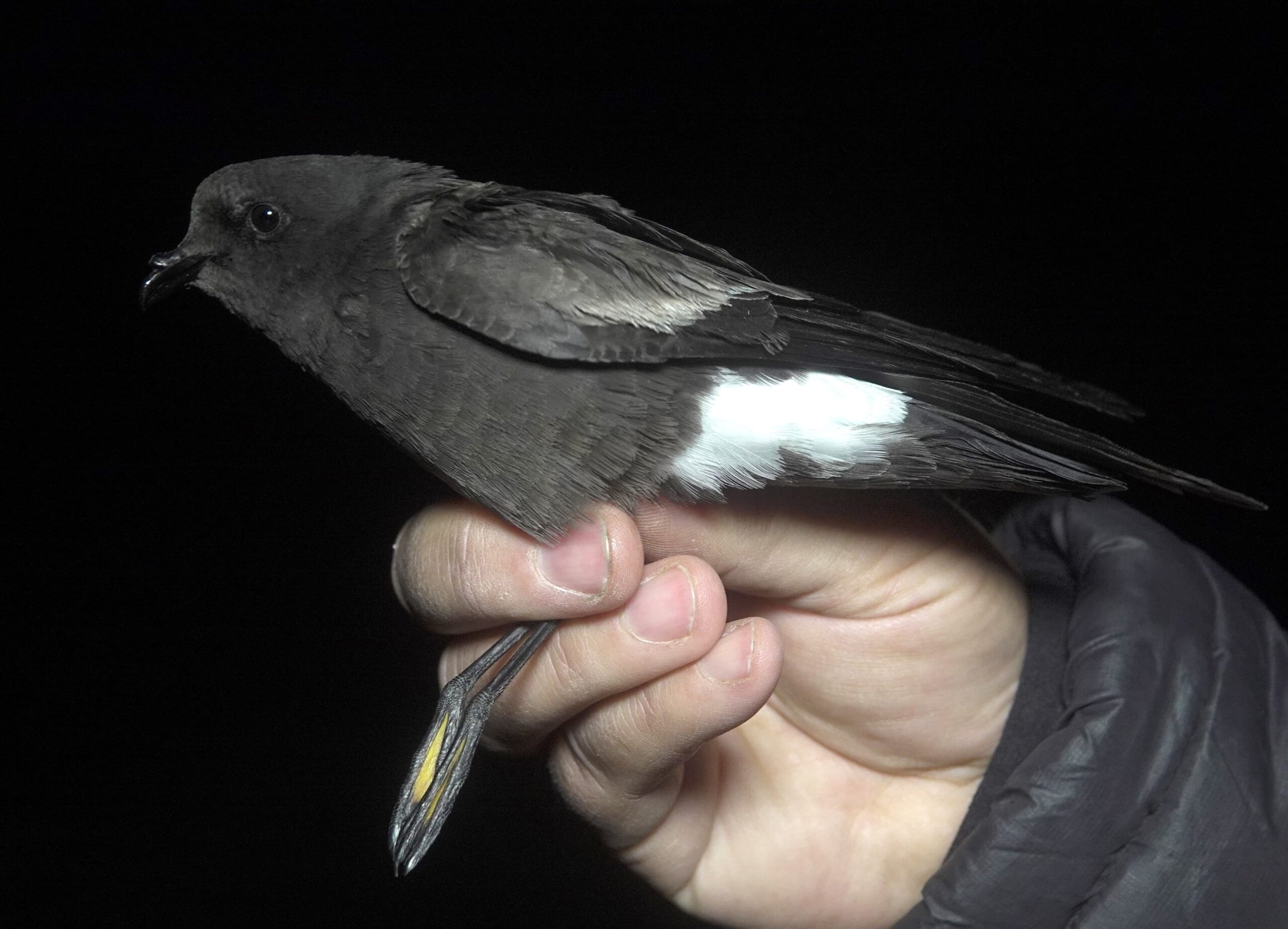 Golondrina de mar andina