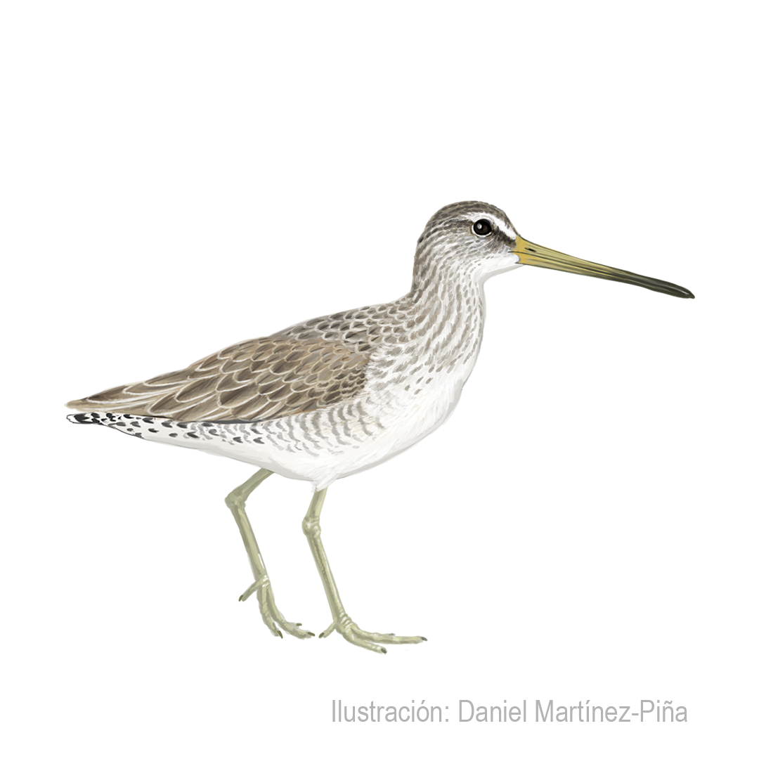LIMNODROMUS-GRISEUS